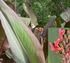 Bird Of Paradise Canna Lily