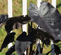 Black Coral Elephant Ear Picture