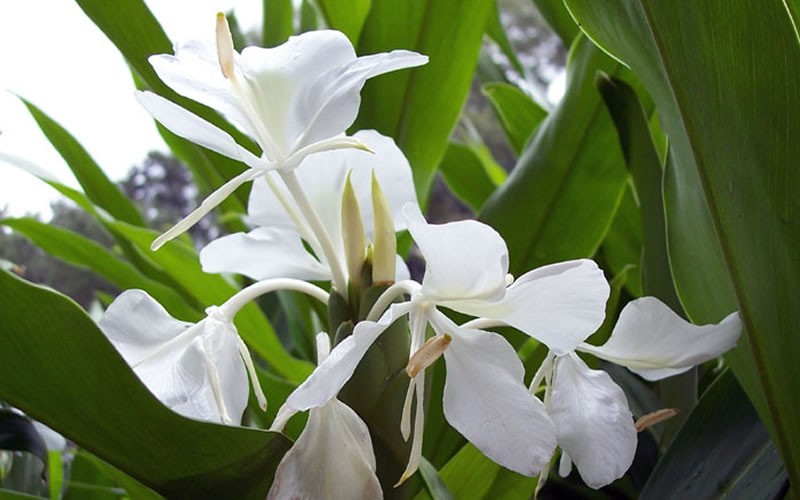 White Ginger Lily Picture