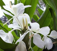 White Ginger Lily Picture