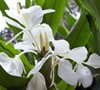 White Ginger Lily