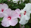 Disco Belle Hibiscus