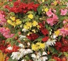 Illumination Begonia