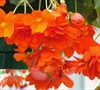Illumination Begonia