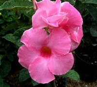 Sun Parasol Giant Pink Mandevilla Picture