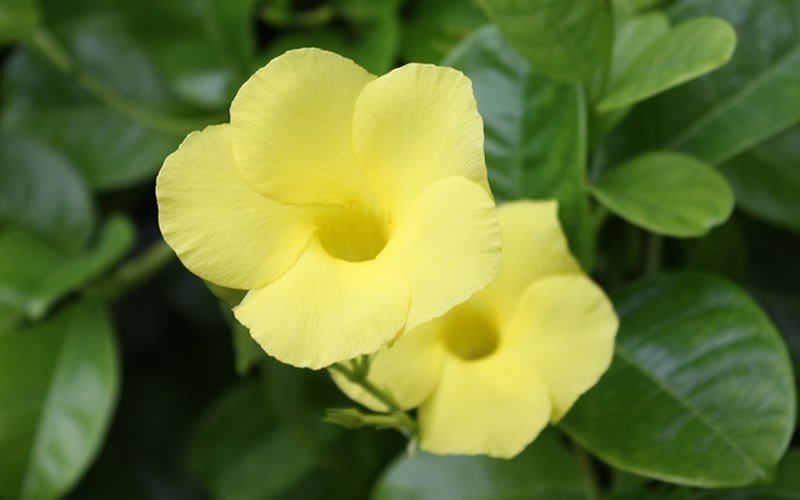Yellow Mandevilla Picture