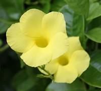 Yellow Mandevilla Picture
