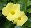 Yellow Mandevilla