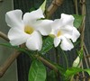 White Delight Mandevilla