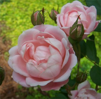 Flowering Shrubs Georgia