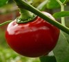 Big Bomb Pepper