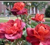 Hot Cocoa Rose