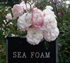 Sea Foam Rose