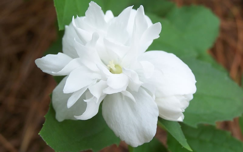 Buckleys Quill Mock Orange Picture