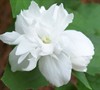Buckley's Quill Mock Orange