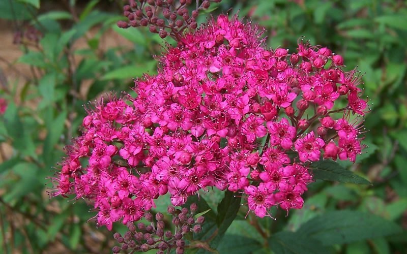 Anthony Waterer Spirea Picture
