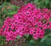 Anthony Waterer Spirea Picture