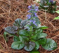 Catlin's Giant Ajuga Picture