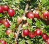 Gooseberry