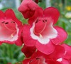 Scarlet Queen Penstemon