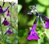 Navajo Dark Purple Salvia