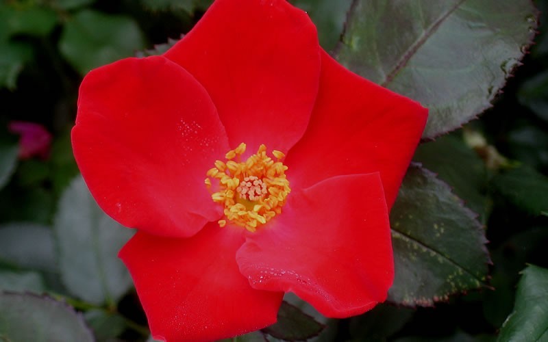 Home Run Rose Picture