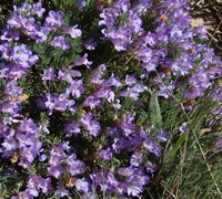 Pinacolada Violet Penstemon Picture