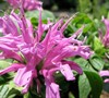 Grand Parade Bee Balm Picture