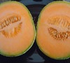 Cantaloupe Hale's Best Jumbo