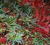 Selaginella Erythropus