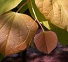 Rising Sun Redbud