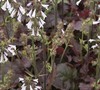 Purple Knockout Salvia