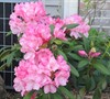 Rhododendron 'Yaku Prince'