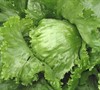 Iceberg Lettuce