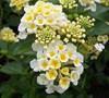 Sunny Side Up Lantana