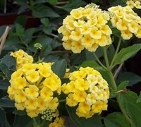 Chapel Hill Yellow Lantana Picture