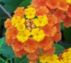 Sonset Lantana