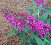 Buzz Magenta Dwarf Butterfly Bush Picture