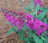 Buzz Magenta Dwarf Butterfly Bush Picture