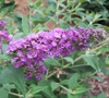 Lo And Behold Blue Chip Butterfly Bush