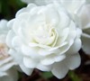 Icy Drift Rose
