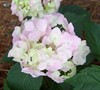 Frillibet Hydrangea