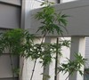 Japanese Maple  'seiryu'