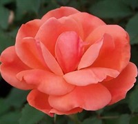 Carefree Celebration Rose Picture