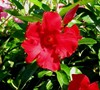 Giant Crimson Mandevilla