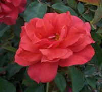 Cinco De Mayo Rose Picture