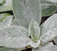 Lamb's Ear Picture