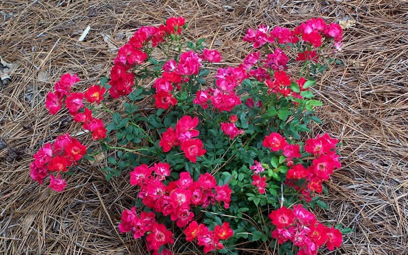 Red Drift Rose Picture