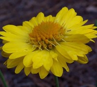 Mesa Yellow Gaillardia Picture