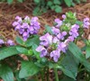 Bella Blue Self Heal